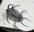 Alien Looking Ceratarges Trilobite #5561-2